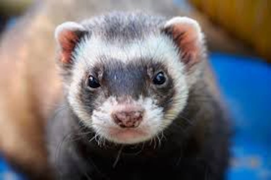 Encantadores, curiosos y necesitados de cuidado especial. Fuente: Freepik.