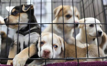 Hallan 160 "cajas sorpresa" con animales muertos y agonizando en China