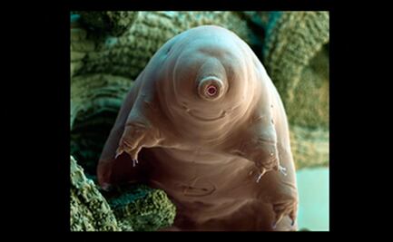 Hallan proteína tolerante a entornos adversos