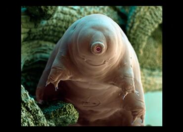 Hallan proteína tolerante a entornos adversos