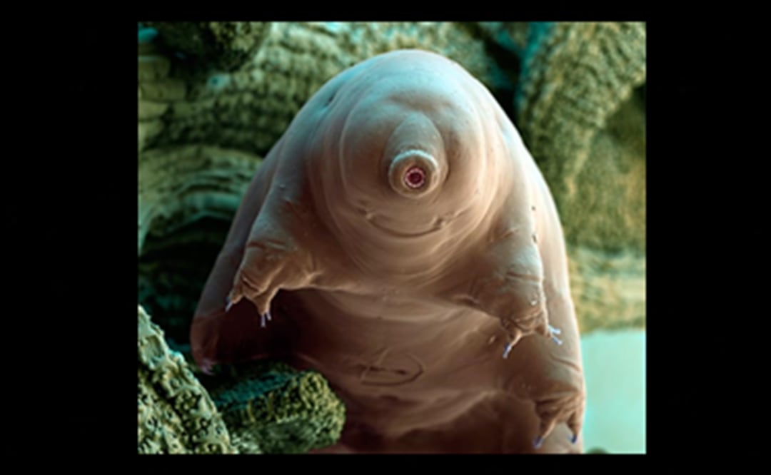 La investigación detectó un gen en el tardígrado, considerada la especie más resistente del planeta. (FOTO: Especial)