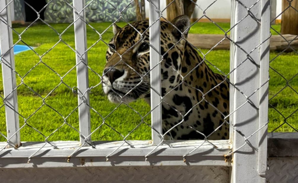 Aseguran cinco animales silvestres en predio de San Luis Potosí; Profepa investiga delito contra la biodiversidad.
Foto: Especial.