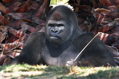 Amenazan a presidenta de ONG tras muerte de Bantú