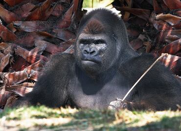 Amenazan a presidenta de ONG tras muerte de Bantú