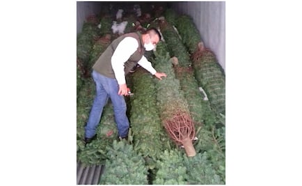 Profepa retiene cargamento de pinos de navidad en Tamaulipas