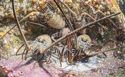 “Revillagigedo: Galápagos de Norteamérica”