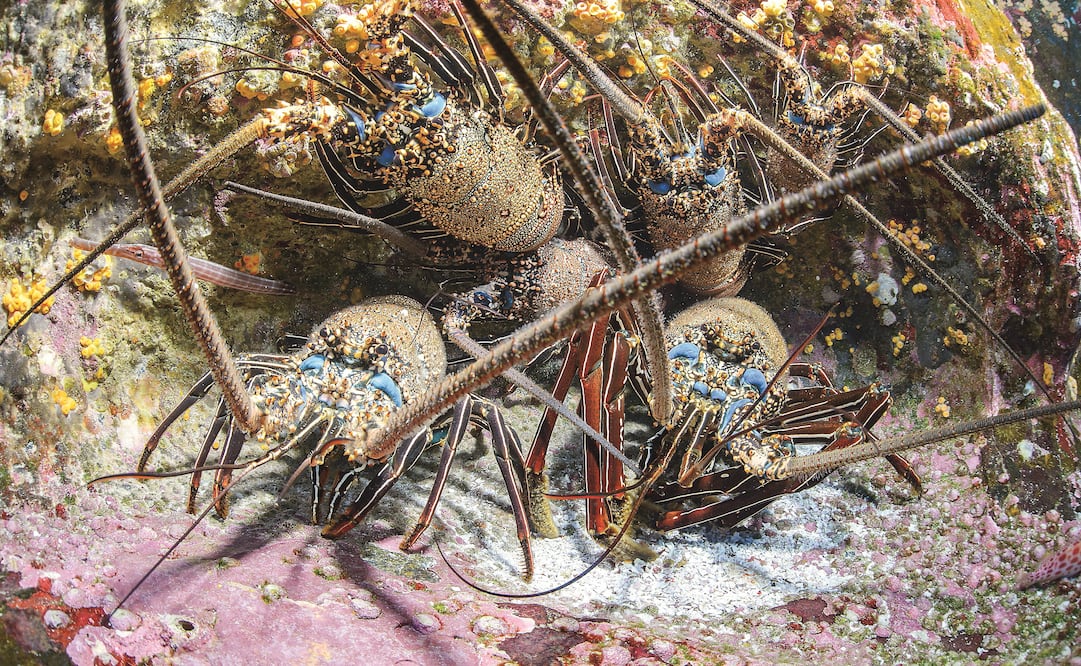 Antes de que termine el año se lanzará una publicación con los nombres de las nuevas especies. Hace un año, las islas quedaron inscritas en la Lista del Patrimonio Mundial Natural de la UNESCO (Fotos: OCTAVIO ABURTO Y ENRIC SALA, NATIONAL GEOGRAPHIC SEAS)