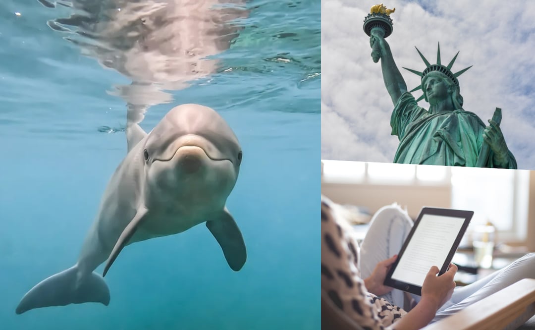 Efemérides del 4 de julio. Foto: Christian Adair, Dolphin Quest / Canva