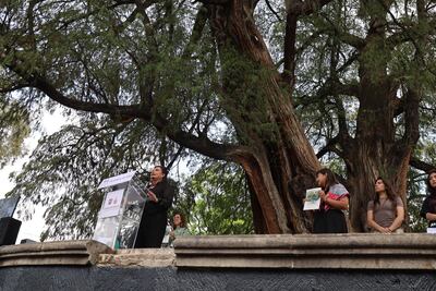 Declaran “árbol patrimonial” a Ahuehuete de Santa Catarina, Azcapotzalco y a otros 11 ejemplares de CDMX; ciudadanos podrán hacer nominaciones