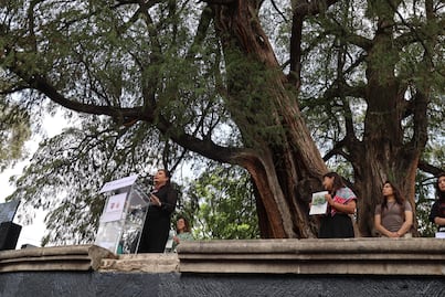 Gobierno de CDMX declara a los árboles "Jardín San Fernando" y "Glorieta de Ahuehuetes" como Patrimonio Natural de la Ciudad