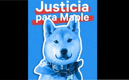 Crean petición para exigir justicia por Maple, perrito que acudió a campamento y fue entregado incinerado