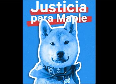 Crean petición para exigir justicia por Maple, perrito que acudió a campamento y fue entregado incinerado