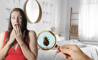 ¿Cuáles son las 3 plagas más comunes de las que debes cuidarte en temporada de calor?; descubre cómo evitarlas