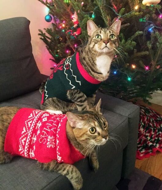 ¿Por qué los gatos odian a los árboles de Navidad?