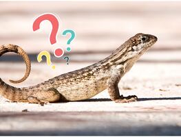 ¿Qué significa la presencia de lagartijas en tu hogar? Conoce los motivos de su visita