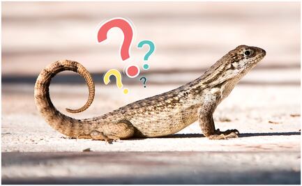 ¿Qué significa la presencia de lagartijas en tu hogar? Conoce los motivos de su visita