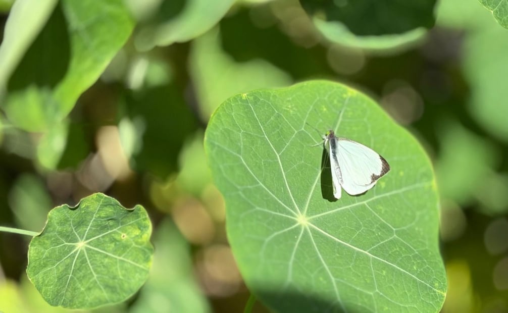 Abren jardín de polinizadores en Ecatepec; mariposario promueve conservación y recreación familiar.
Foto: Especial.