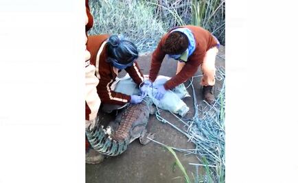 Liberan en su hábitat a cocodrilo en Altamira