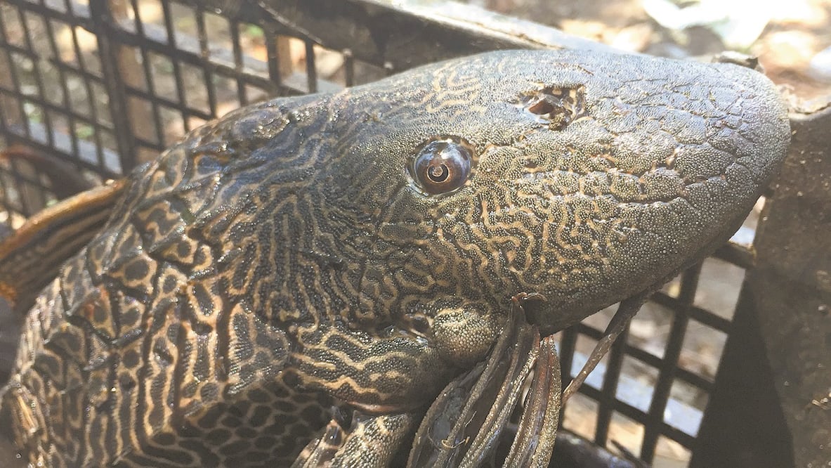 De acuerdo con la Comisión Nacional de la Biodiversidad, existen 233 especies invasoras de peces registradas, en su mayoría de agua dulce. Foto: ARCHIVO EL UNIVERSAL