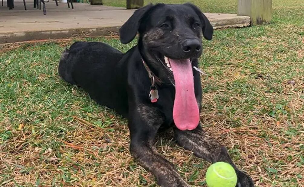 La lengua de Zoey mide 12,7 centímetros desde la punta del hocico. Foto: Guiness World Records