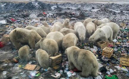 En el Ártico ruso, la creciente presencia humana amenaza a los osos polares