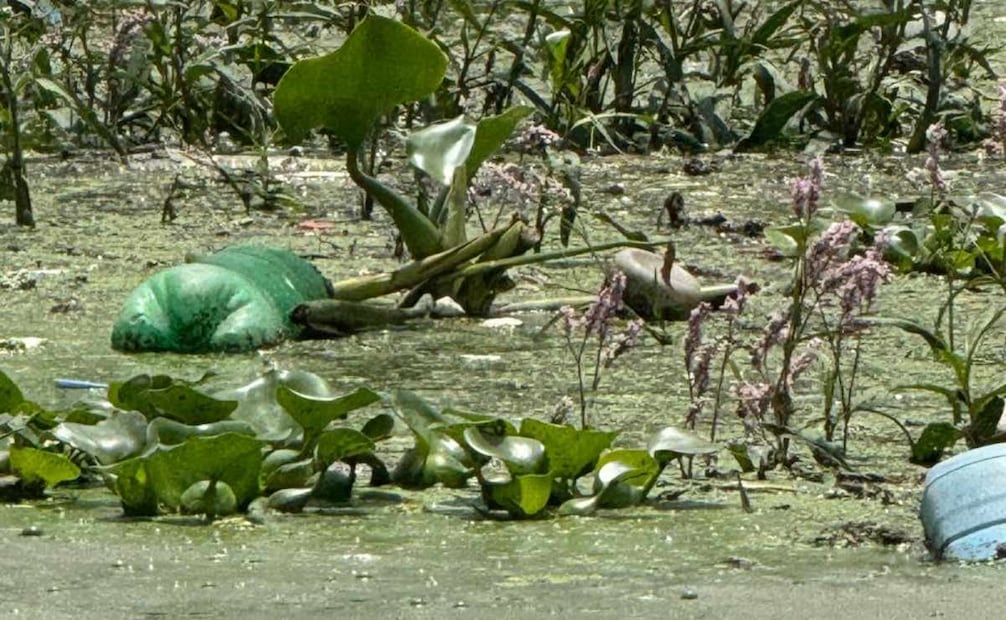 Conagua alista embarcación para retirar lirio en la presa Endhó en Hidalgo; buscan frenar al mosquito Culex.
Foto: Especial.