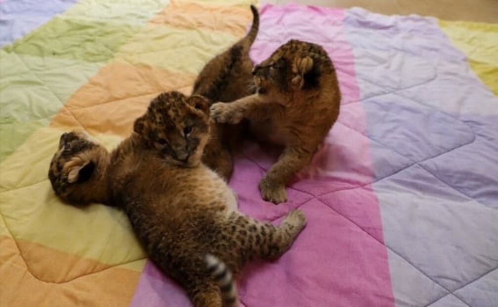 Zoológico de Zacango recibe a nuevos miembros: nacen 3 cachorros de león 