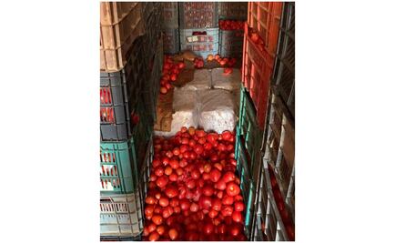 Ejército asegura en Ensenada 2 toneladas de marihuana escondidas entre jitomates