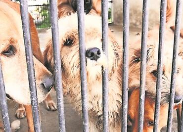 Buscan ampliar sanciones y multas por maltrato y crueldad animal en Yucatán