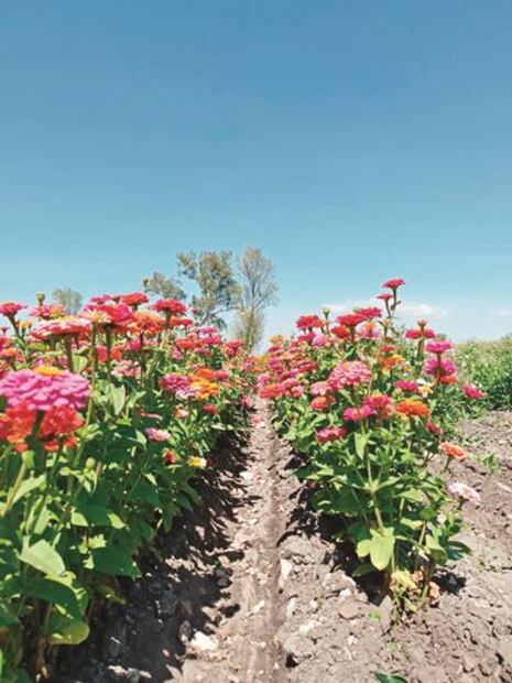 Covid no sepulta al Día de Muertos
