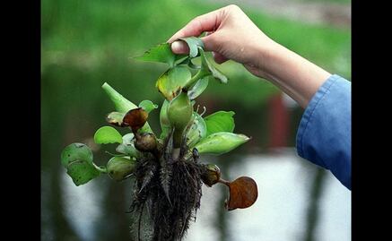 IPN students create hi-tech water lily collector