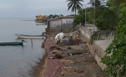 Alga que llega al Golfo de Tehuantepec no es sargazo, dice experta