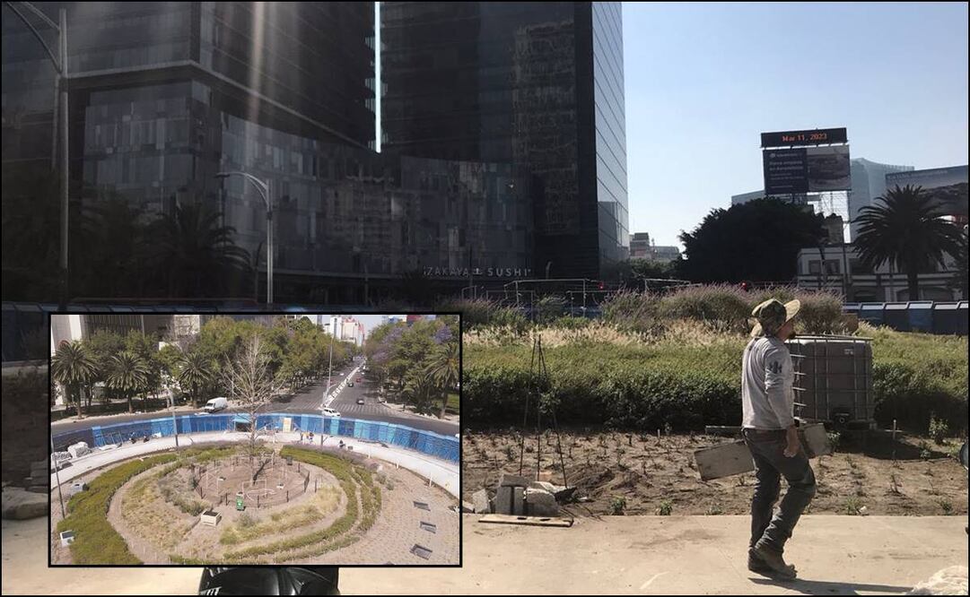 Ahuehuete de Reforma. Foto: Francisco Rodríguez/EL UNIVERSAL