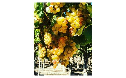 ¿Has oído hablar de los vinos biodinámicos y orgánicos?