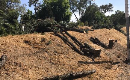Talan más de 40 pinos en Paseo de Echegaray, Naucalpan 