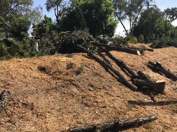 Talan más de 40 pinos en Paseo de Echegaray, Naucalpan