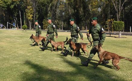 ¿Cómo y a cuántos perros adiestra la Sedena para detectar droga?