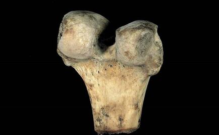 Con ceniza de cáscara de arroz, UNAM desarrolla sustitutos óseos