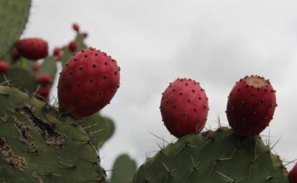 Investigadores de la BUAP usa cáscaras de tuna roja para enriquecer yogurt