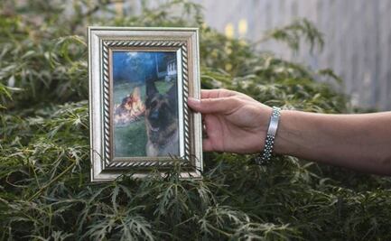 Muere primer perro diagnosticado con Covid-19 en EU