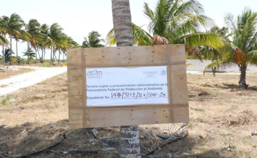 Investigan ecocidio en Yucatán (02/06/2025). Foto: Especial