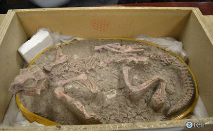 Presentan fósiles de huevos de dinosaurio decomisados a canadiense en EU
