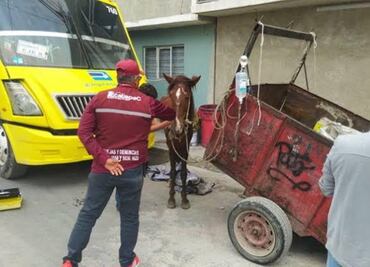 Ecatepec prohíbe el empleo de animales para recolección y traslado de residuos sólidos