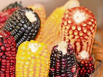 Ven riesgo de represalias por iniciativa de maíz; puede reavivar tensión con EU, advierten