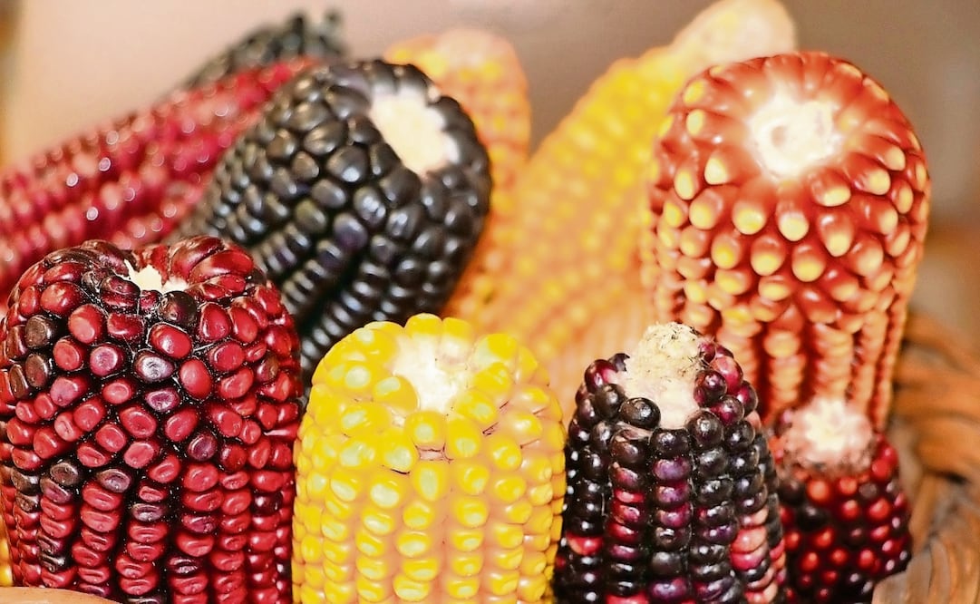 El cultivo del maíz debe de ser en territorio nacional y libre de modificaciones genéticas . Foto: Archivo EL UNIVERSAL