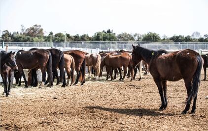 Otro acto de crueldad animal: toro mata a un caballo en torneo de lazo en Yucatán