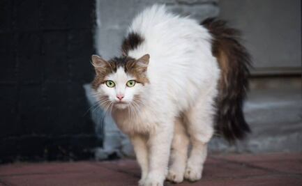 ¿Qué se debe hacer si a tu gato se le nota la columna?; etóloga responde