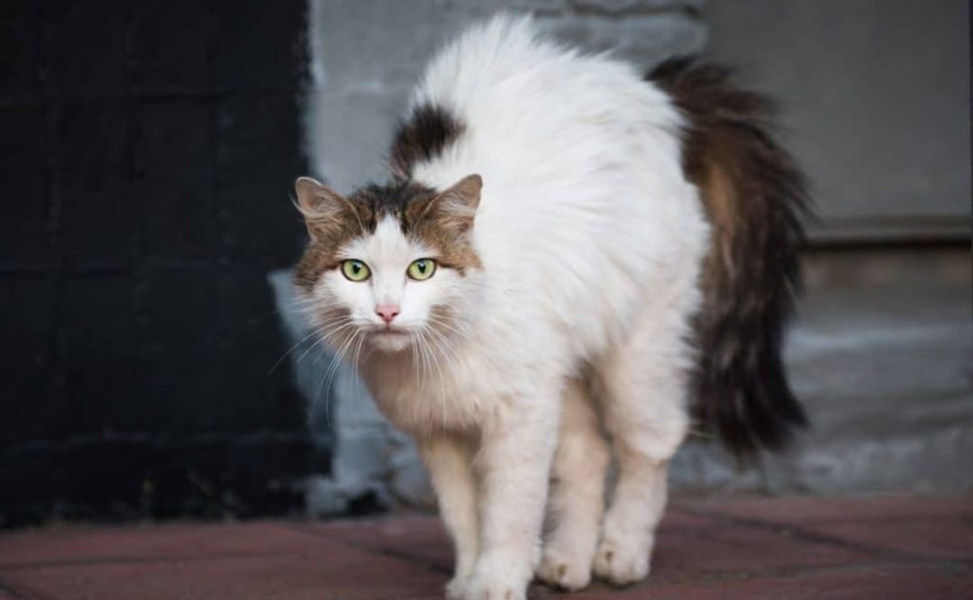 La columna más prominente de un Gato puede ser un indicio de varias cuestiones. Fuente: Freepik.