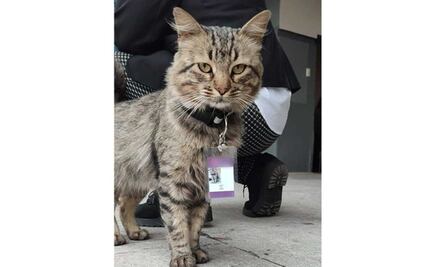 Él es "Fredy del Mazo", el gato trabajador de una tienda en el Edomex