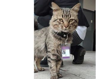 Él es "Fredy del Mazo", el gato trabajador de una tienda en el Edomex